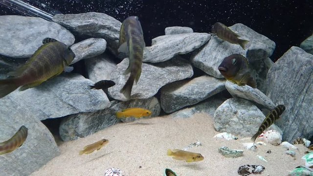 C&iacute;clidos africanos del lago Tanganica, Tropheus Ujiji