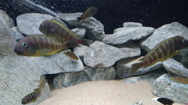 C&iacute;clidos africanos del lago Tanganica, Tropheus Ujiji