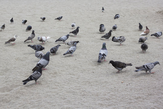 Palomas en la playa al atardecer