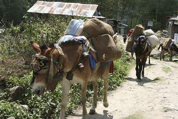 KATMANDU, NEPAL - April 14, 2011: Horses carring belongings