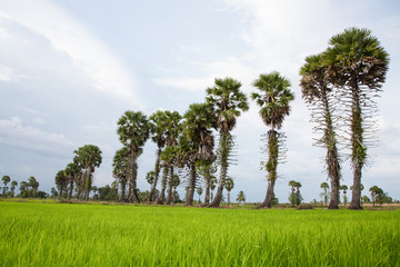 Palm trees on green rice field