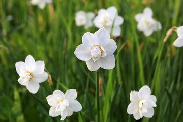 white daffodils spring garden background with soft selective focus