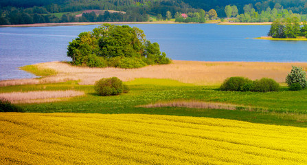 kwitnienie rzepaków © Janusz Lipiński
