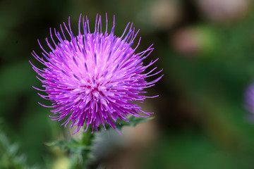 Beautiful lilac flower of thistle