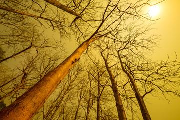 dieing tree under hot sunset, global warming concept