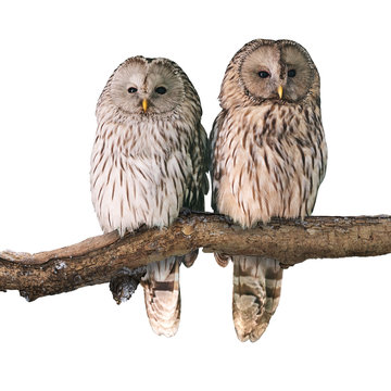 Pair of Ural owls (Strix uralensis). Isolated