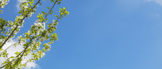 Rami fioriti con sfondo cielo azzurro