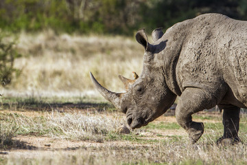 Obraz premium Southern white rhinoceros in Kruger National park, South Africa