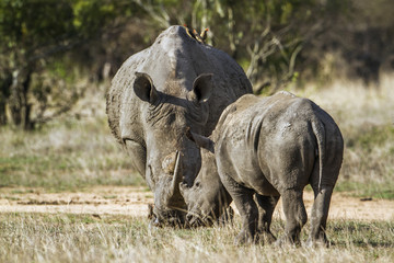 Obraz premium Southern white rhinoceros in Kruger National park, South Africa