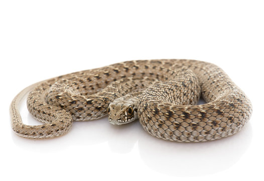 Montpellier snake in studio