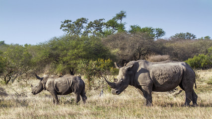 Fototapeta premium Southern white rhinoceros in Kruger National park, South Africa