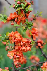 Quince flowers and buds closeup macro