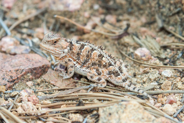 Horned lizard also known as horny toad or frog in natural  habitat