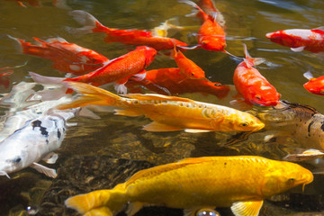 Yellow, gold, red, and white Koi, also known as nishikigoi, domesticated common carp for garden ponds for decorative  purposes