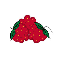 Hand drawn raspberries berries close up. 