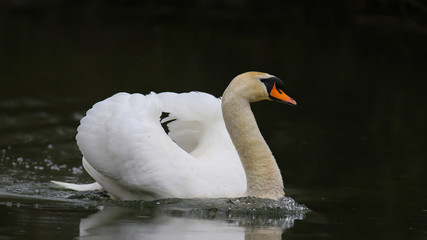 Obraz premium Höckerschwan männchen