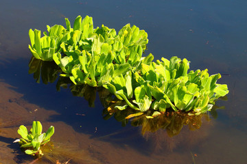 Water Lettuce or Water Rose Pistia stratiotes in tropical river, Reunion Island. This plant is...