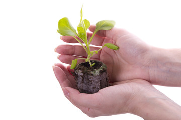 seedling petunias in hand on white background