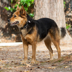 German Shepherd Dog also known as   Alsatian