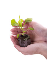 seedling petunias in hand on white background