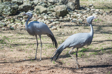 Two herons looking far  away