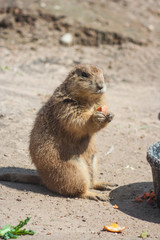 Ground squirrel also known as Spermophilus in its natural  habitat