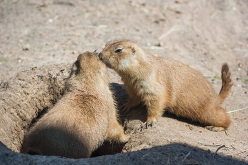 Two ground squirrels also known as Spermophilus are sniffing each  other