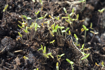 Portulak; Portulaca, oleracea; Keimling, Sproessling