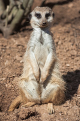 Meerkat standing alert in the desert   environment