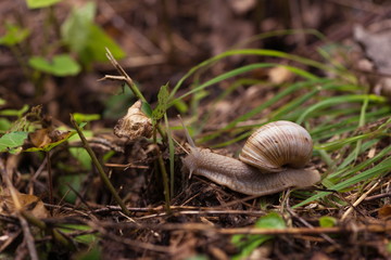 Snail crawling on grass