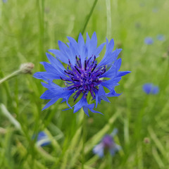 Kornblume; Centaurea; cyanus