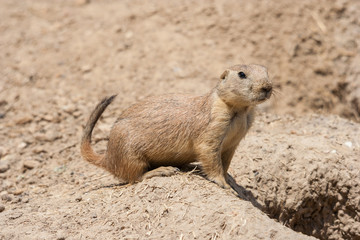 Naklejka na ściany i meble Ground squirrel also known as Spermophilus is guarding its hole by its entrance