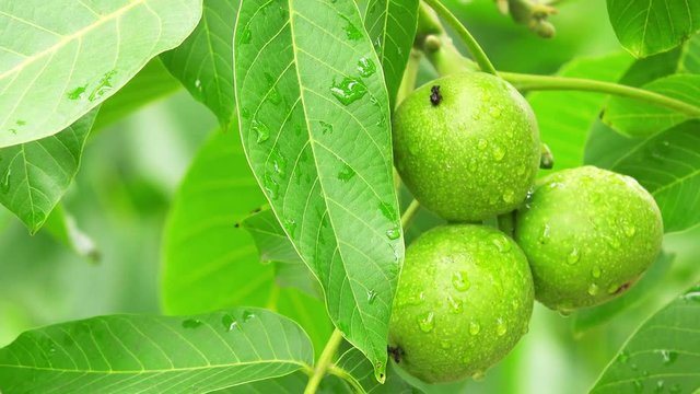Common walnut in growth, green fruit on tree branch