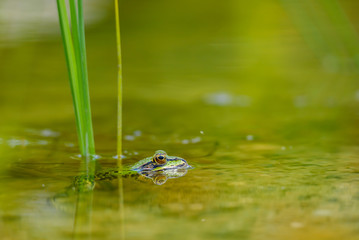 Teichfrosch schwimmt im Teich mit dem Kopf über Wasser