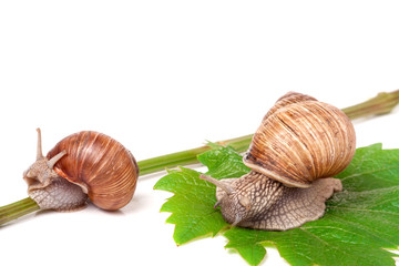 two snails crawling on the vine with leaf white background