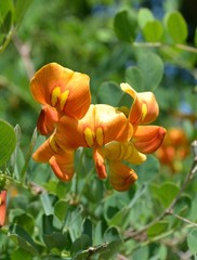 Alpengoldregen bl&uuml;ht orange gelb - Laburnum alpinum - makro 