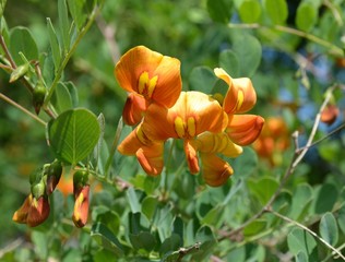Alpengoldregen bl&uuml;ht orange gelb - Laburnum alpinum - makro 