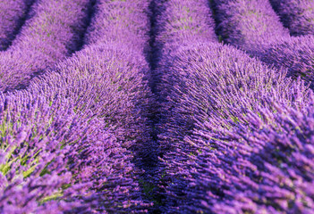 Fototapeta na wymiar Lavender flowers field rows, closeup, Provence, France