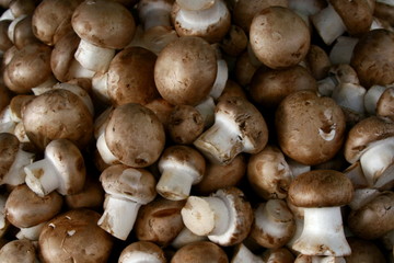 съедобные грибы.