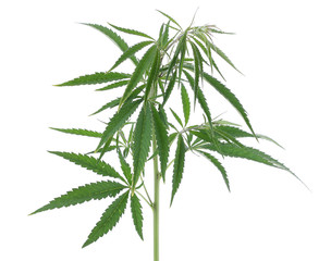 The cannabis plant, marijuana plant, isolated on white backgroun