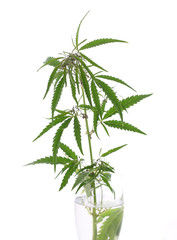 The cannabis plant, marijuana plant, isolated on white backgroun