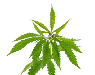 The cannabis plant, marijuana plant, isolated on white backgroun