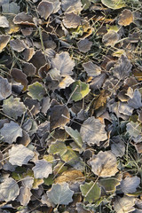 Bunch of frozen leaves - Leaves and hoarfrost.