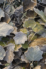 Fallen frozen leaves - Bunch of frozen leaves - Leaves and hoarfrost.