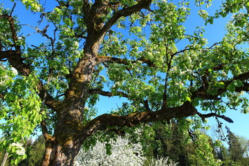 Fototapeta premium Apfelbaum