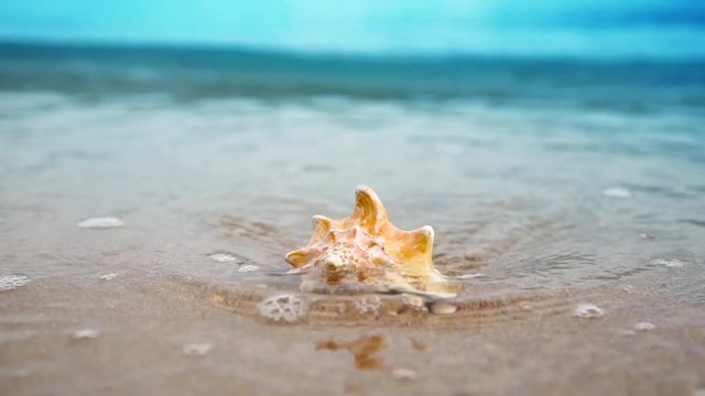 Slow motion movie seashell on sand ocean beach in the light of sun with waves