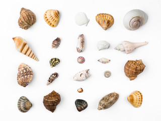 seashells, white background