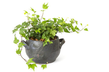 Green ivy plant in clay pot