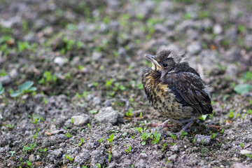 Bird hatchling