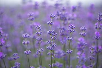 Fototapeta na wymiar Meadow of lavender. Nature composition. Selective focus